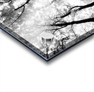 Pennsylvania Woods Acrylic print