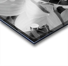 Solomon Seal Acrylic print