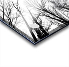 Winter Canopy Acrylic print