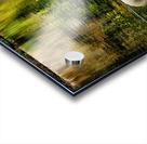 Swan 3 Acrylic print