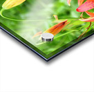 Black Swallowtail On Turks Cap Acrylic print