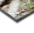 Racoon Kit Acrylic print