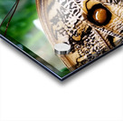 Owl Butterfly Acrylic print