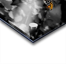 Monarch Highlight Acrylic print