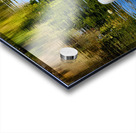 Swan 2 Acrylic print