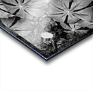 Mayapples Acrylic print