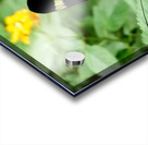 Butterfly Acrylic print