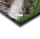 Monarch On Milkweed Acrylic print