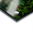 Nectaring Hummingbird Acrylic print