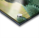 Catbird Scolding Acrylic print