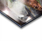 Brook Trout Acrylic print