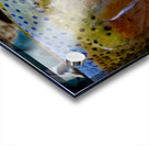 Steelhead Closeup Acrylic print