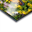 Monarch & Black Eyed Susan Impression Acrylique