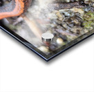 Redback Salamander Acrylic print