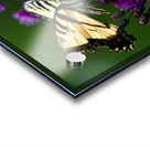 Swallowtail On Ironweed Acrylic print