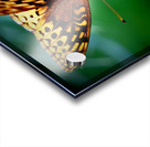 Butterfly On Thistle Impression Acrylique