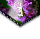 Swallowtail On Lilacs Impression Acrylique