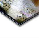 Trout Operculum Acrylic print