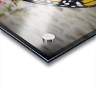 Monarch On Cardinal Flower Acrylic print