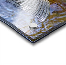 Trout Dorsal Fin Acrylic print