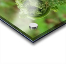 Fiddlehead 1 Acrylic print