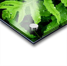 Sensitive Fern Acrylic print