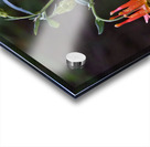 Columbine Acrylic print