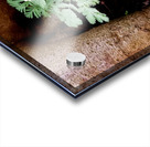 Dutchmans Breeches Acrylic print