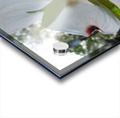 White Dogwood At Sunset Acrylic print