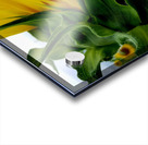 Sunflower Portrait Acrylic print