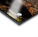 Spring Beauties Acrylic print