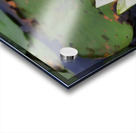 Water Lily Acrylic print