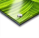 False Hellebore Acrylic print