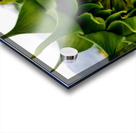 Sunflower Bud Acrylic print