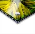 Sunflower Bud Acrylic print