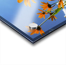 Helianthus Acrylic print