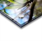 Paw Paw Flower Acrylic print