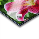 Stargazer Lily Acrylic print