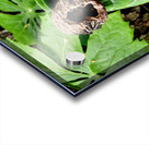 Walnut Head Acrylic print