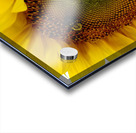 Sunflower Left Acrylic print