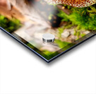 Snoring Fungus Acrylic print