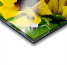 Sunflower Peek Impression Acrylique