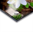Rue Anemone Acrylic print