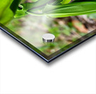 Uvalaria Acrylic print