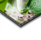 Red Trillium Bud Acrylic print