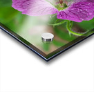 Wild Geranium Acrylic print