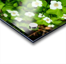 Bunchberry Acrylic print