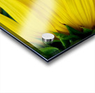 Sunflower Portrait 1 Impression Acrylique