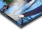 Muppet Tree 1 Acrylic print