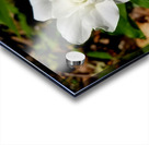 Double White Trillium Acrylic print